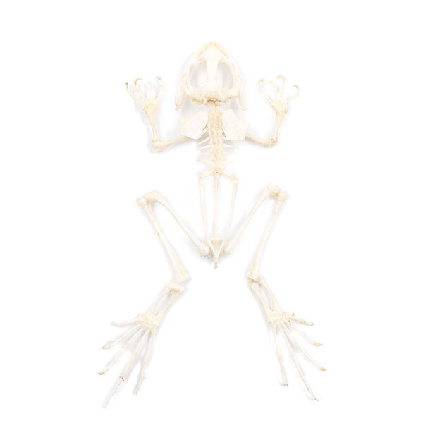 Frog / toad skeleton