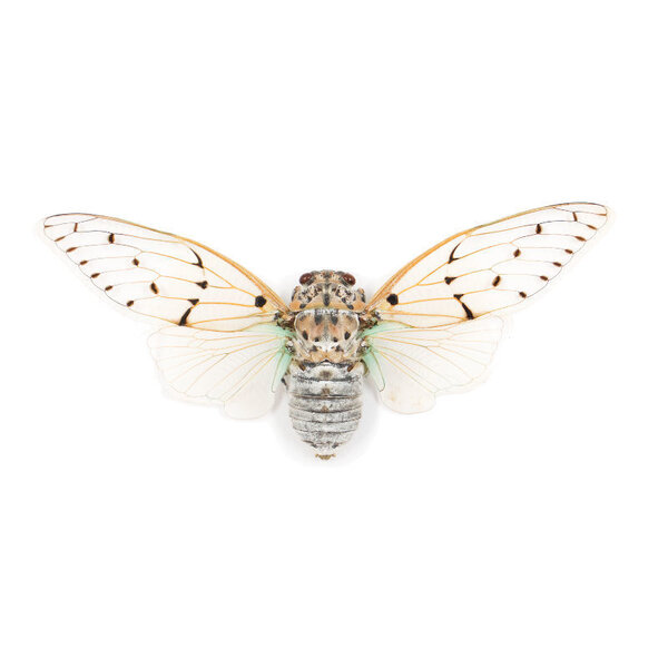 Ayuthia spectabilis (ghost cicade)