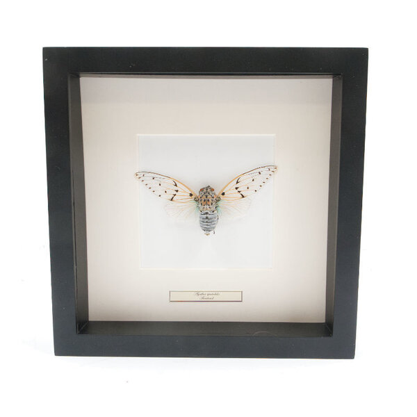 Ayuthia spectabilis (ghost cicade)