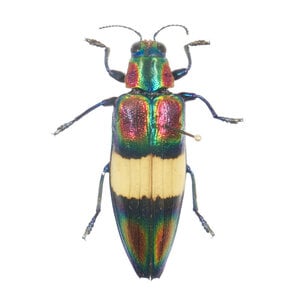 Chrysochroa fulgens