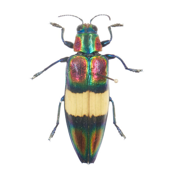 Chrysochroa fulgens unpräpariert