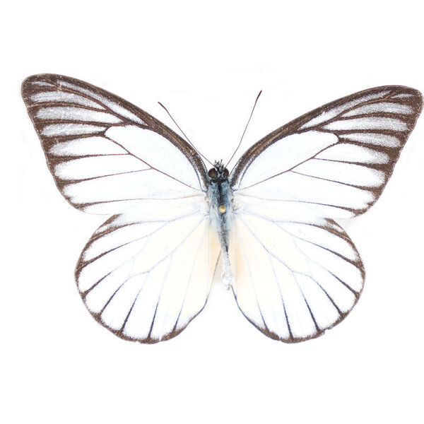 Prioneris philonome unpräpariert