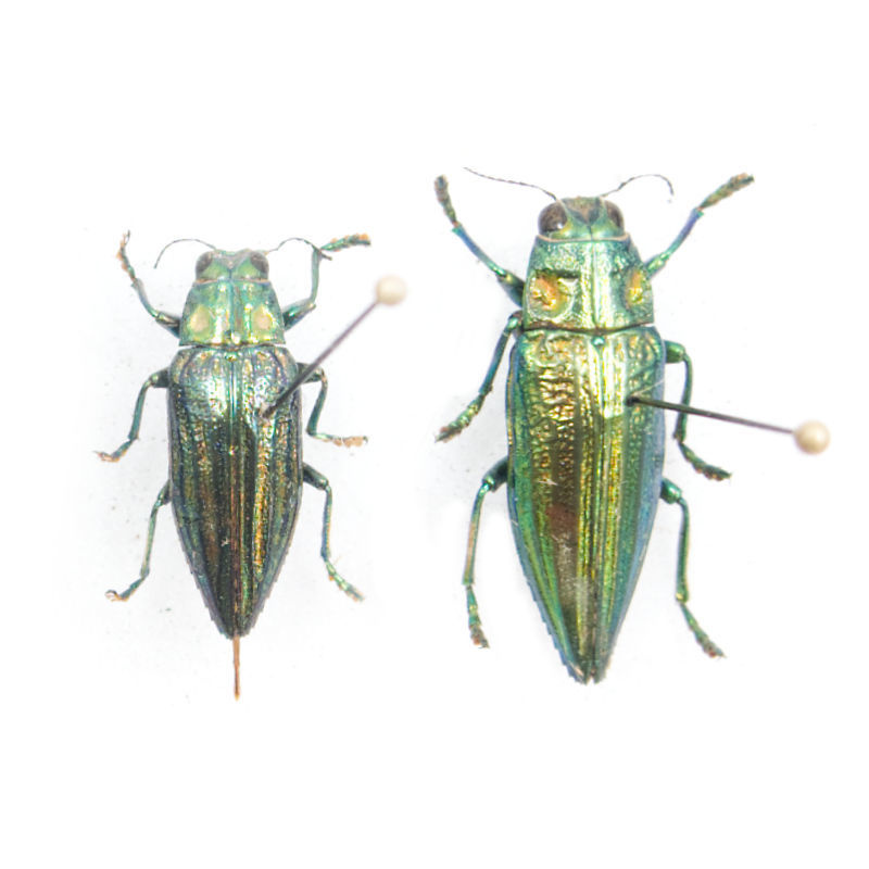 Chrysodema sp.