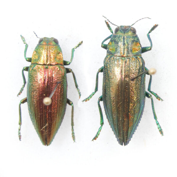 Chrysodema sp.