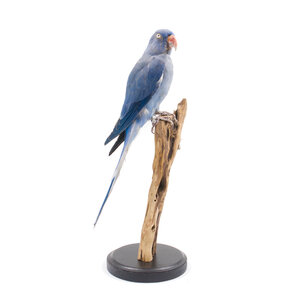 Mounted blue parakeet - looking right