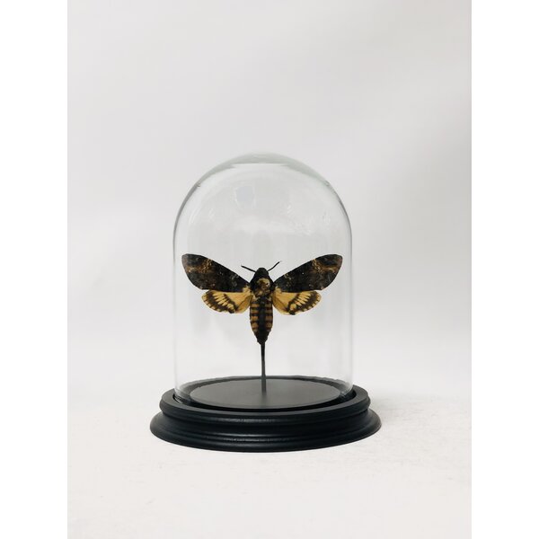 Opgezette vlinder in glazen stolp - Acherontia atropos (1)