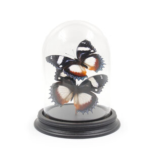 Glass dome with mounted butterflies - Hypolimnas dexithea (2)