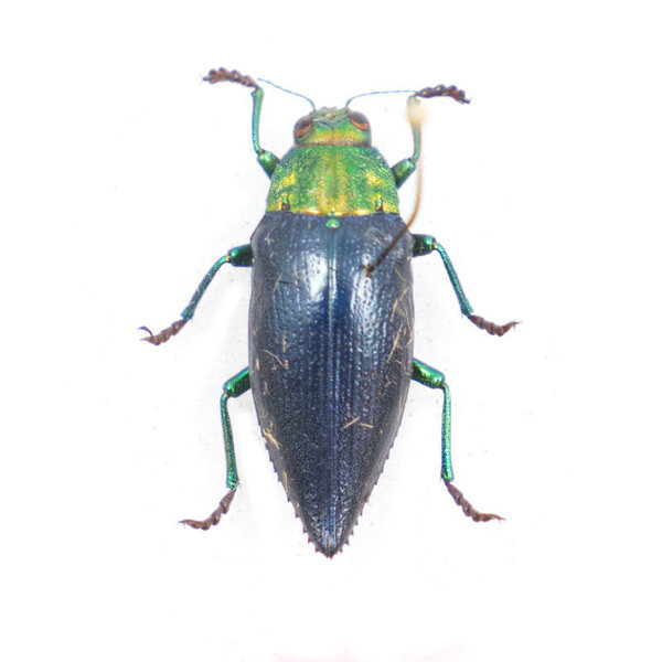 Gelaeus walkeri ongeprepareerd