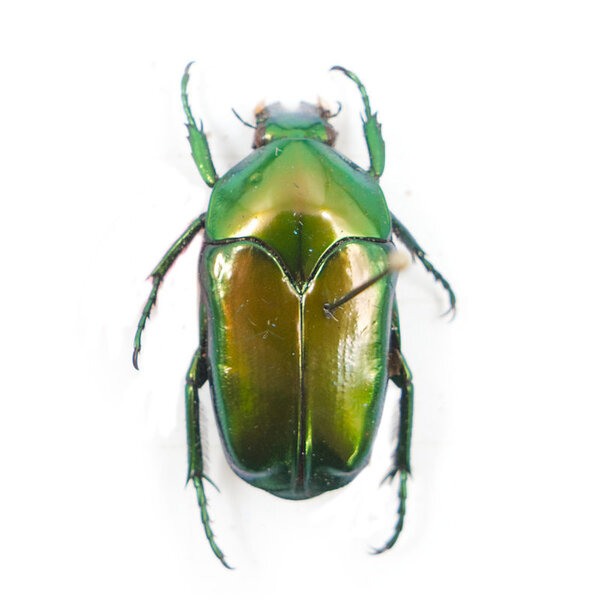 Ischiopsopha ritsemae celebensis unpräpariert