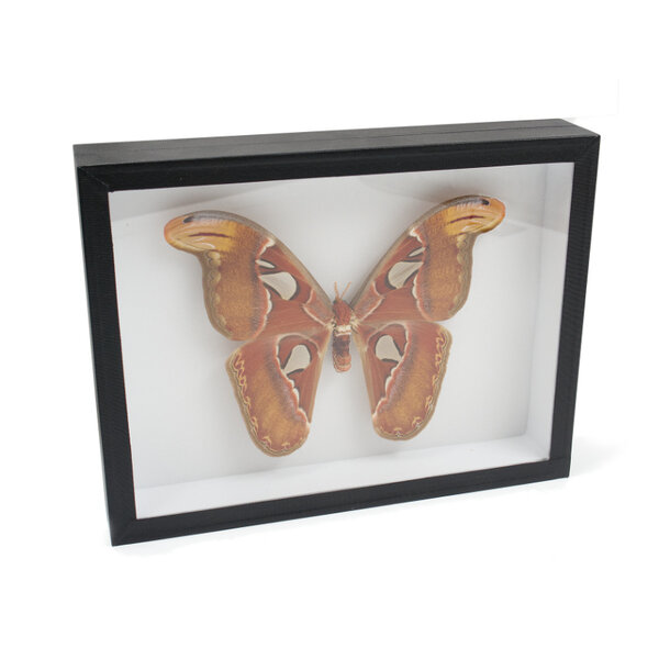 Attacus atlas in insect box