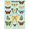School poster - butterflies (B)