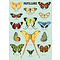 Schulteller - Schmetterlinge (B)