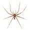 Pardosa sp. - wolf spider