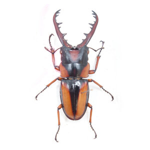 Prosopocoilus mirabilis