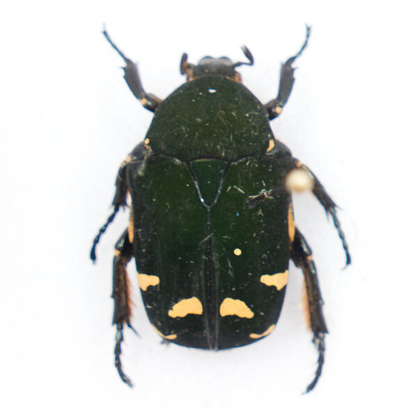 Protaetia sp. unpräpariert