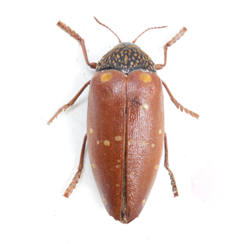 Sternocera castanea - DeMuseumwinkel.com