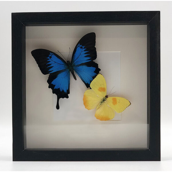 Butterflies for Ukraine