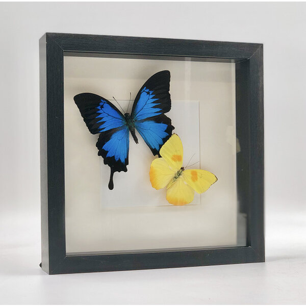 Butterflies for Ukraine
