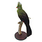 Mounted Guinea turaco