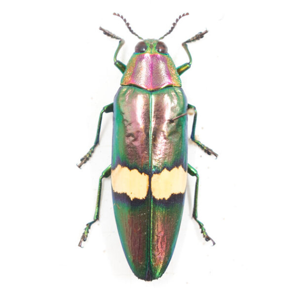 Chrysochroa saundersi