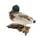 Mounted wild duck (wall mounting right)