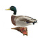 Mounted wild duck (wall mounting right)