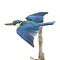 Mounted flying Sacred Kingfisher