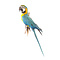 Mounted Blue-and-yellow macaw (wall mounting)