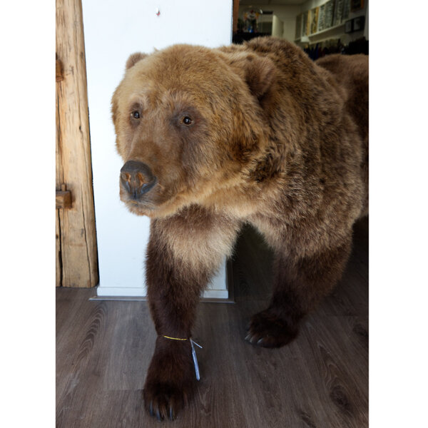 Opgezette bruine beer