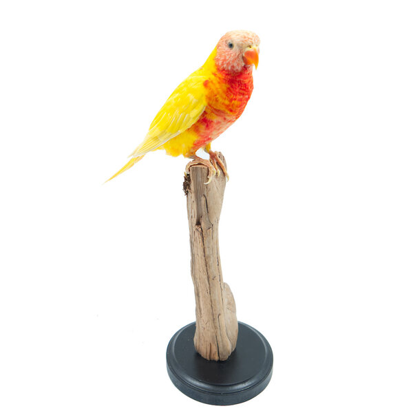 Opgezette lori van de blauwe bergen lutino mutatie (A)