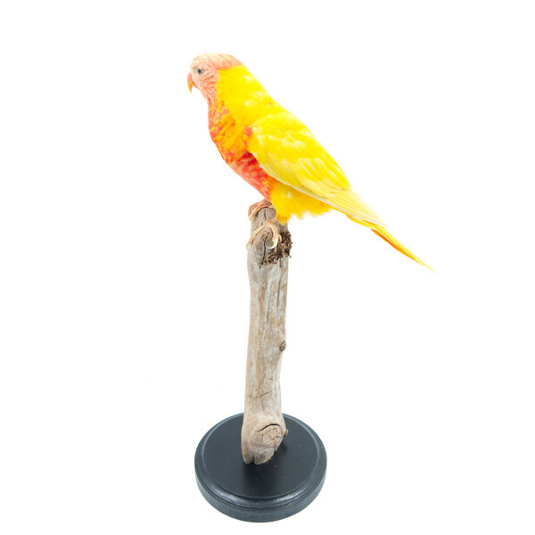 Opgezette lori van de blauwe bergen lutino mutatie (A)