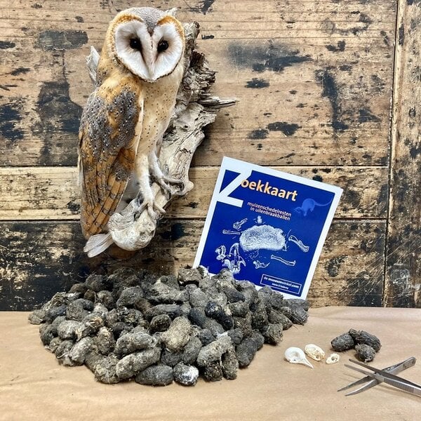 Barn owl pellets (per 5)