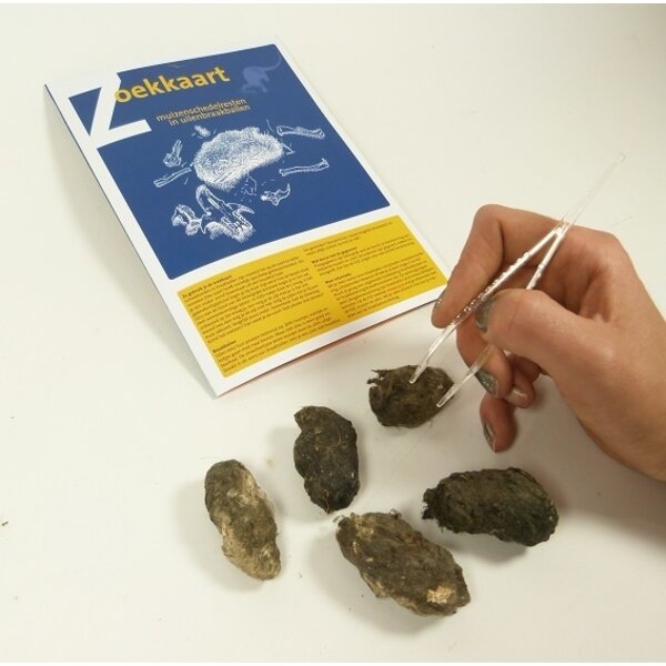 Dissection kit: 5 barn owl pellets, 5 tweezers and determination sheet (Dutch)