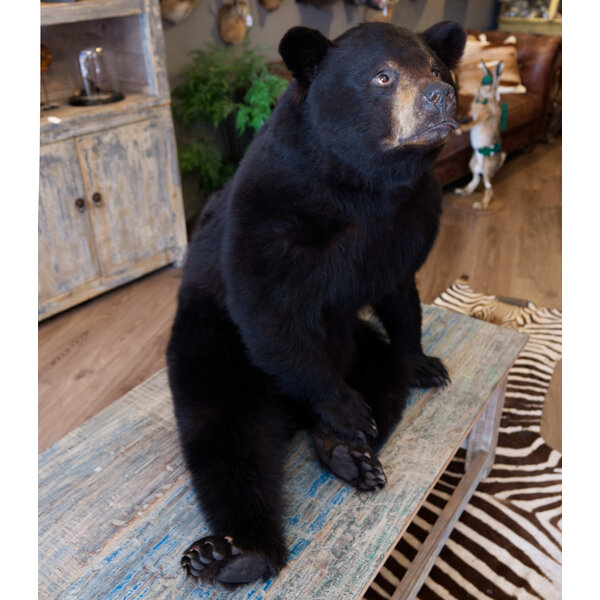Mounted black bear (sitting)