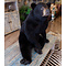 Mounted black bear (sitting)