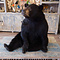 Opgezette zwarte beer (zittend)