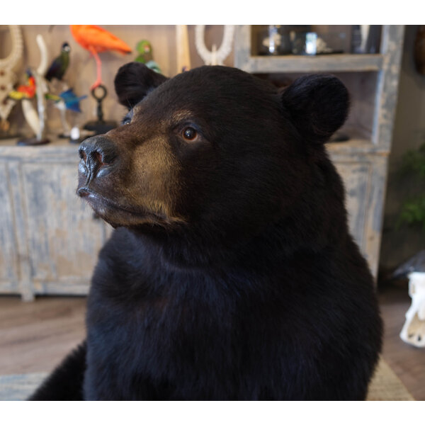 Mounted black bear (sitting)