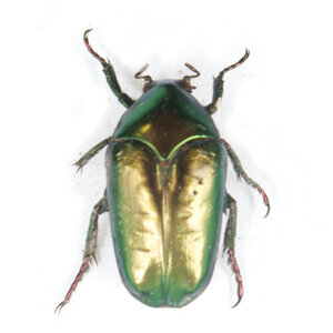 Cetonidea sp. unpräpariert
