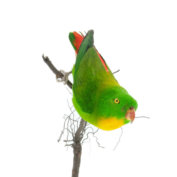 Opgezette Vleermuisparkiet (B)