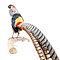 Mounted lady amherst's pheasant