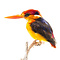 Mounted Oriental dwarf kingfisher (A)