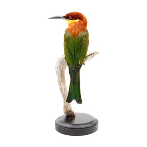 Mounted Chestnut-headed bee-eater