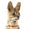 Mounted Serval