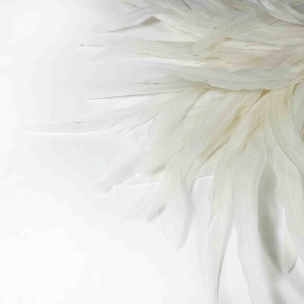 Hanenveren creme 20-30 cm per 50 stuks