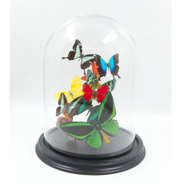 Dome with tropical butterflies (S) B