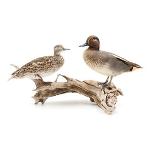 Mounted Eurasian teal couple