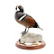 Mounted Harlequin duck