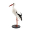 Mounted white stork