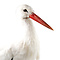 Mounted white stork