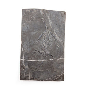Keichosaurus fossiel (middel)